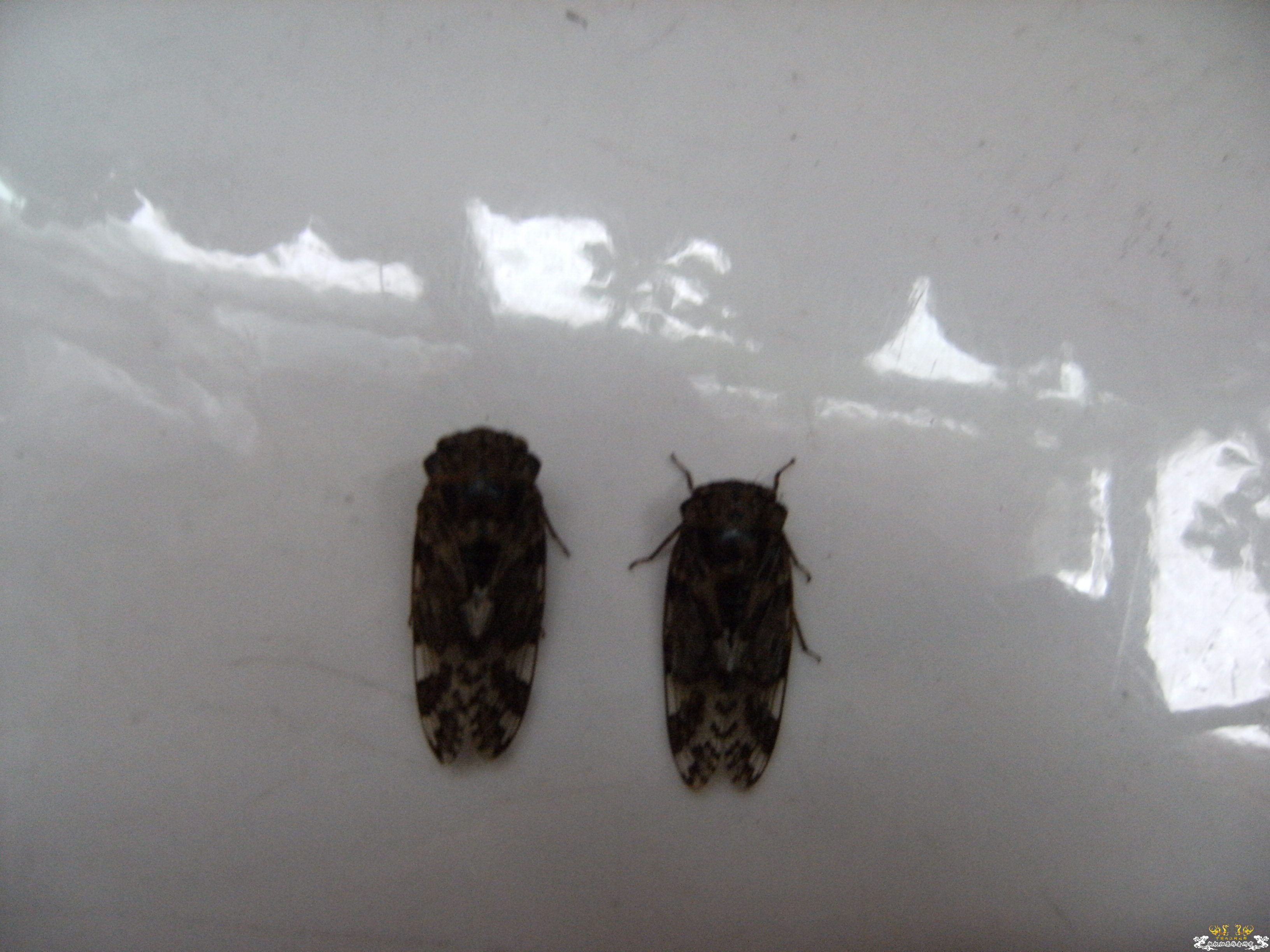 做成标本的几种蝉