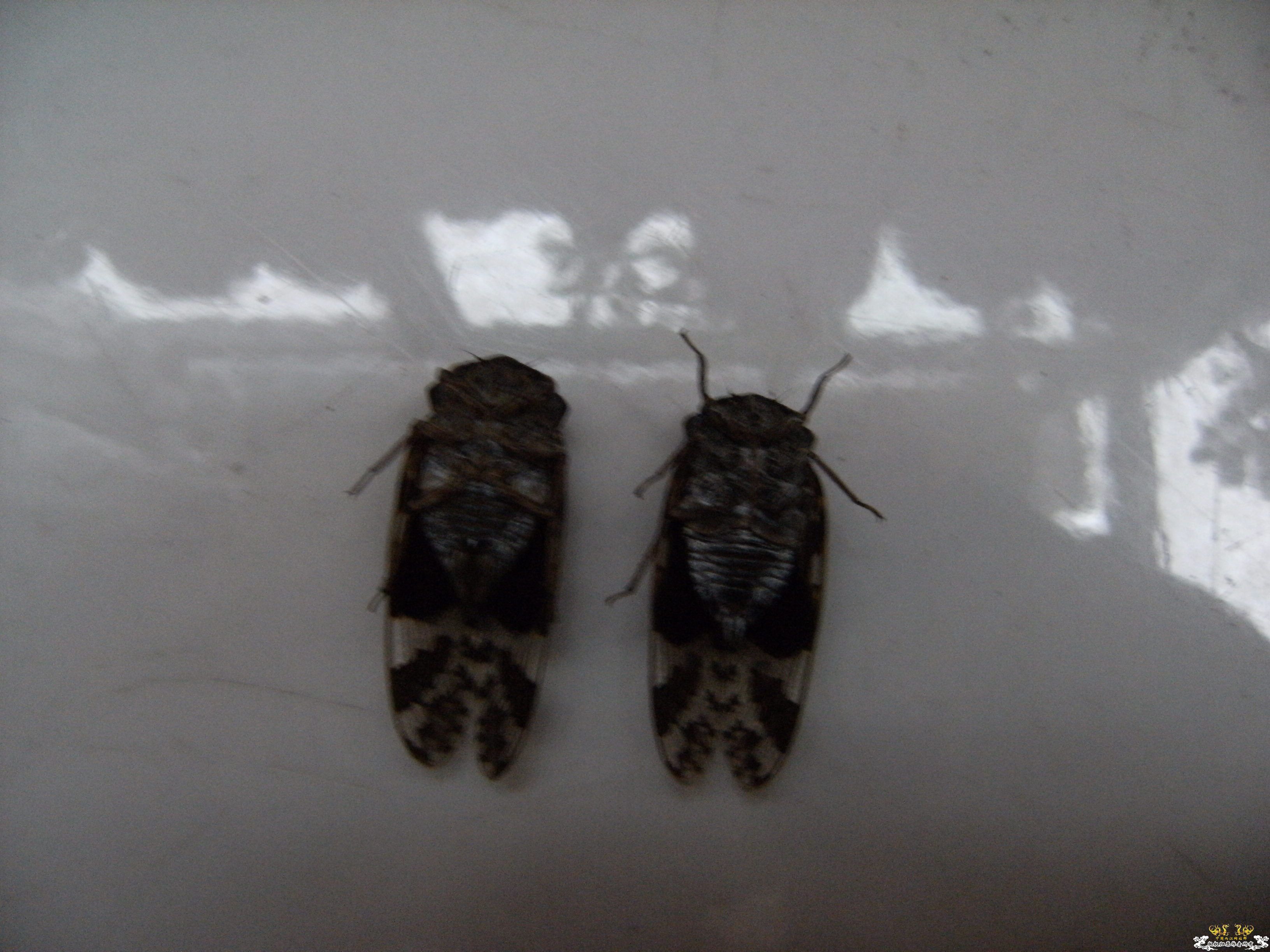 做成标本的几种蝉