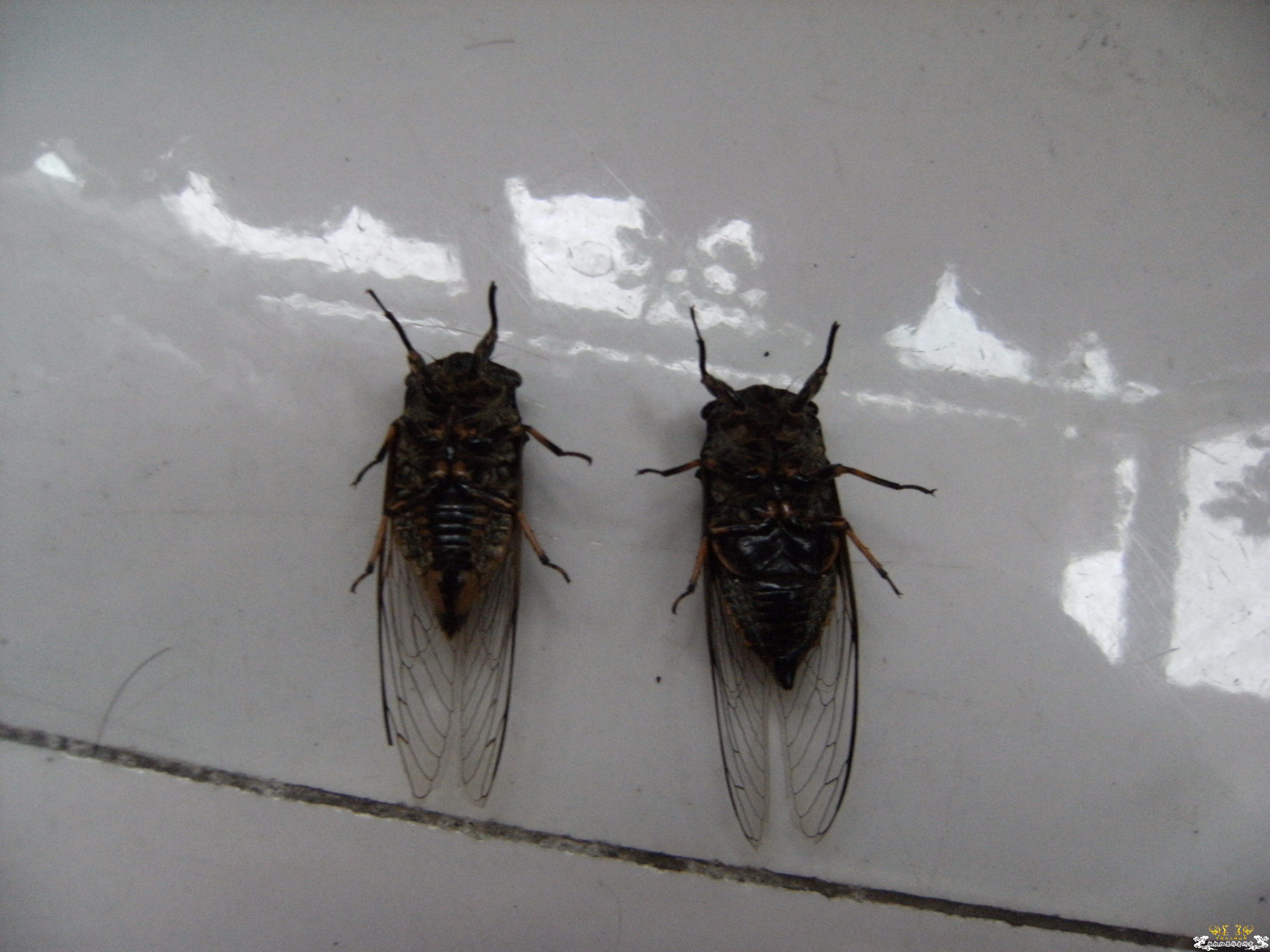 做成标本的几种蝉