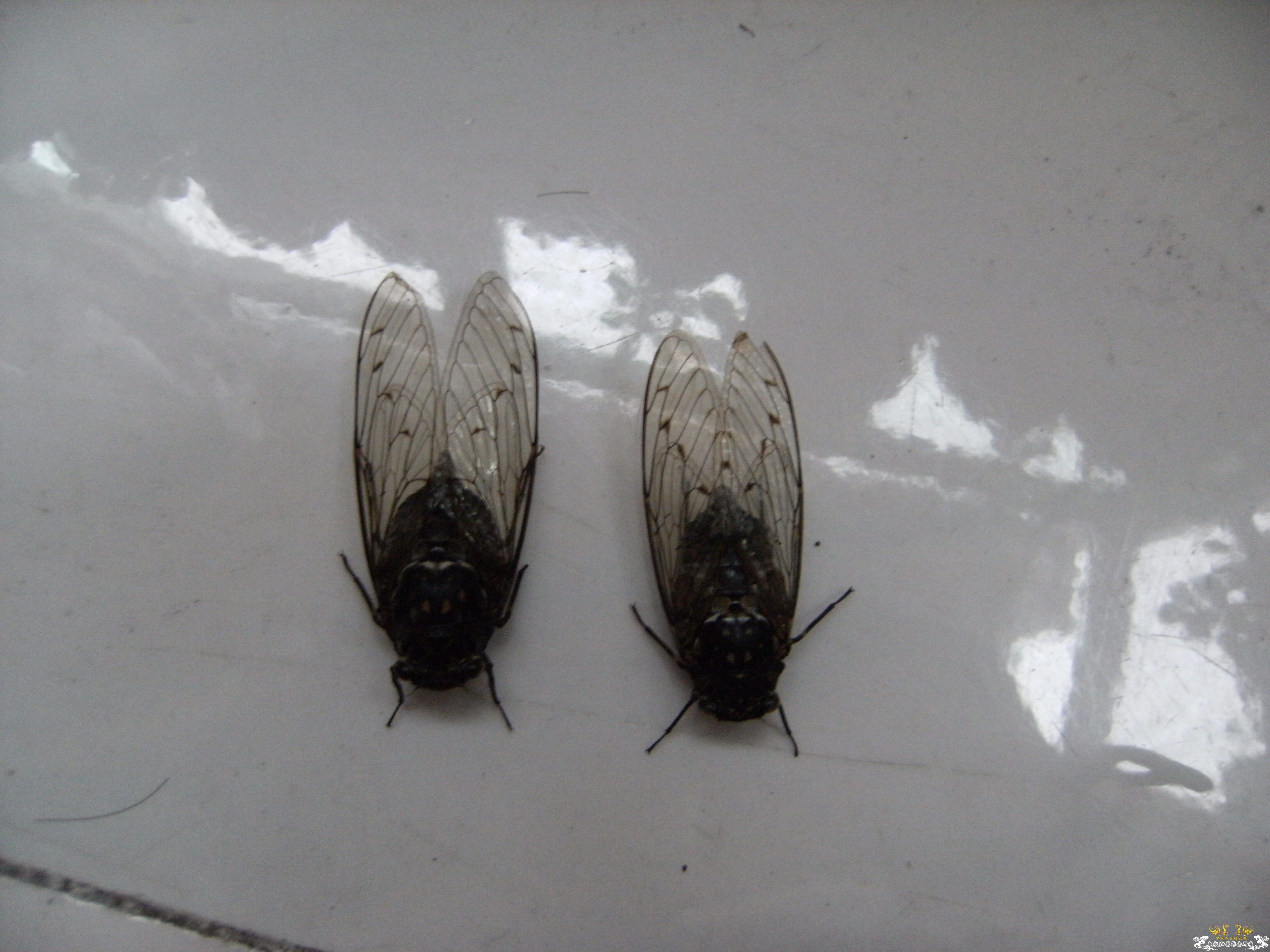 做成标本的几种蝉