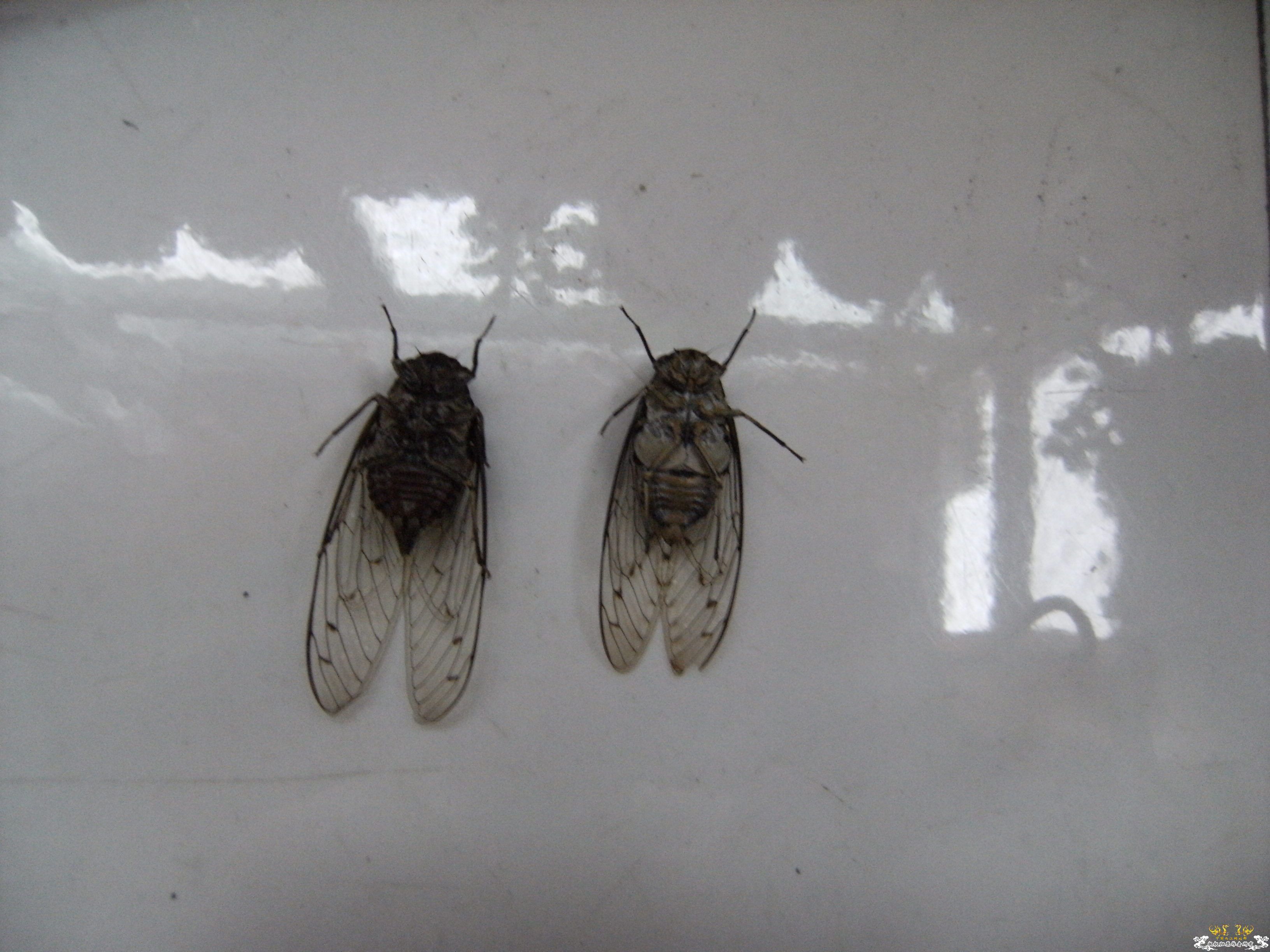 做成标本的几种蝉