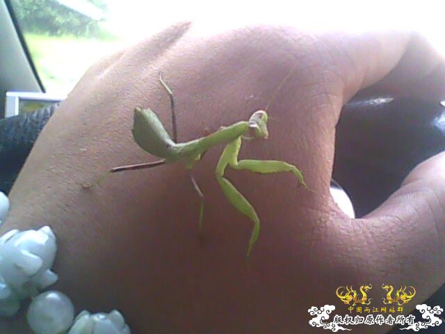 [灌水]虫子