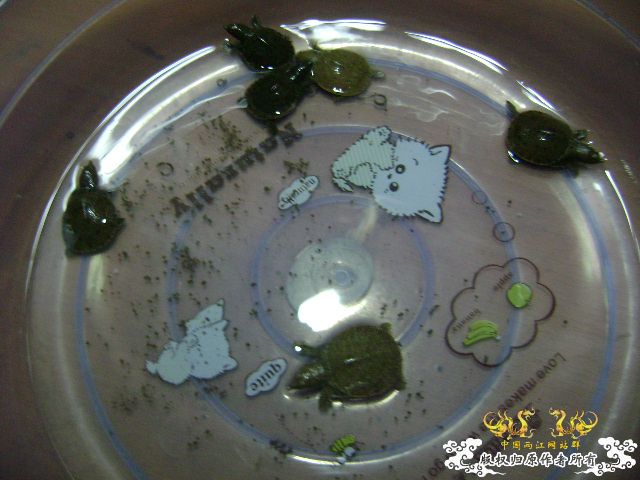 小鳖出生咯