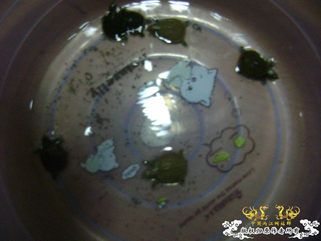 小鳖出生咯