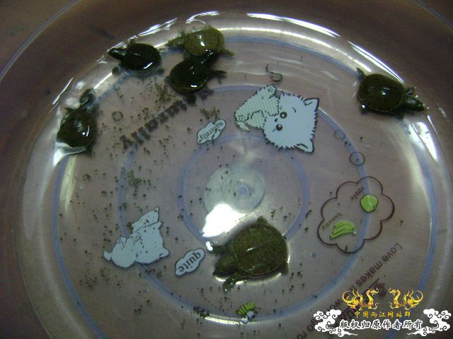 小鳖出生咯