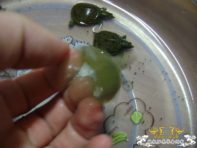 小鳖出生咯