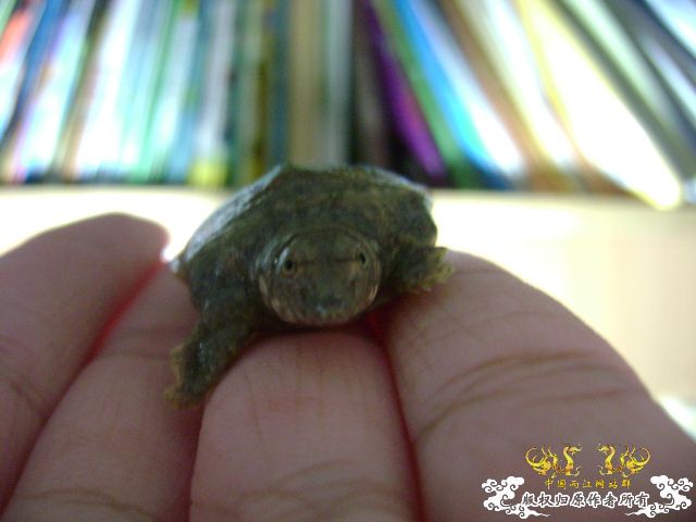 小鳖出生咯