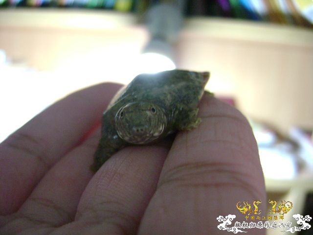 小鳖出生咯