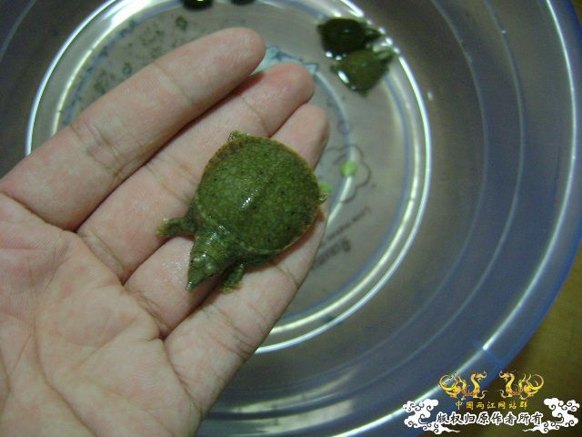 小鳖出生咯