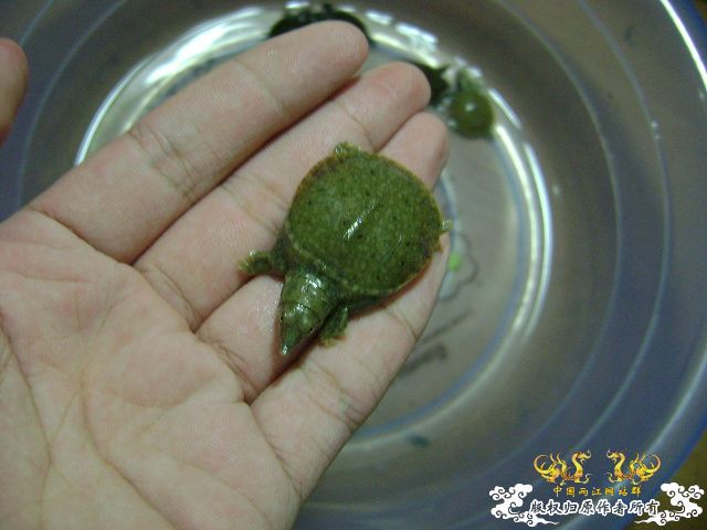 小鳖出生咯