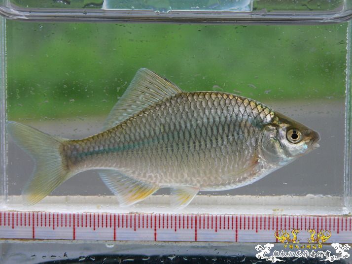 浙江产sp鱊