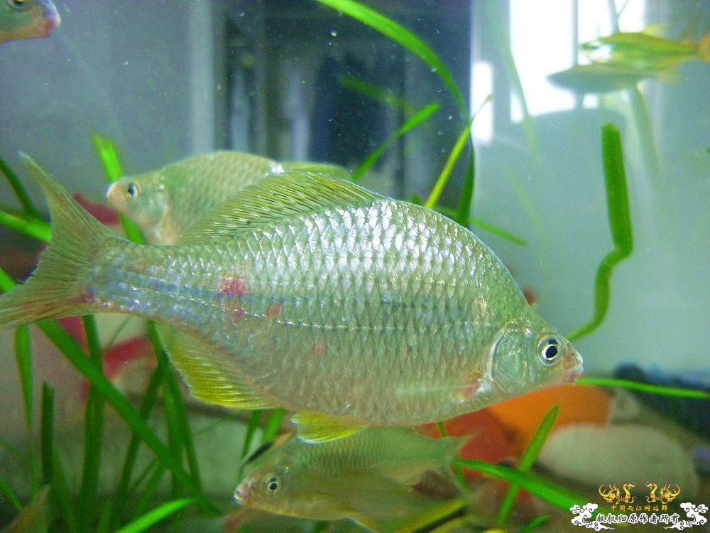 浙江产sp鱊