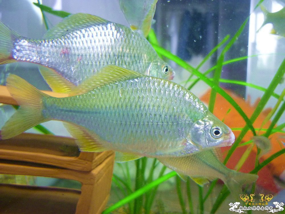 浙江产sp鱊