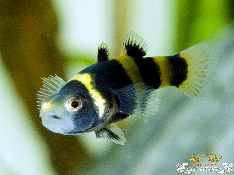 小蜜蜂特写和切片 [7P]