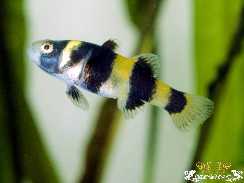 小蜜蜂特写和切片 [7P]