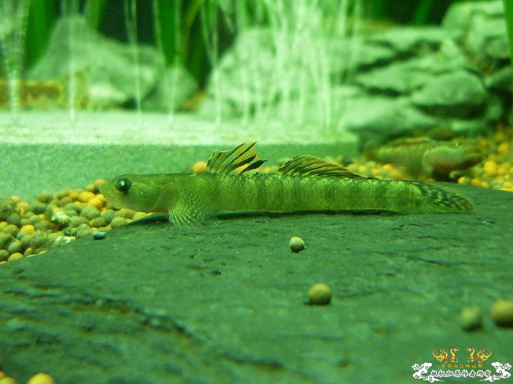 求 多鳞枝牙虾虎鱼 Stiphodon multisquamus 照片