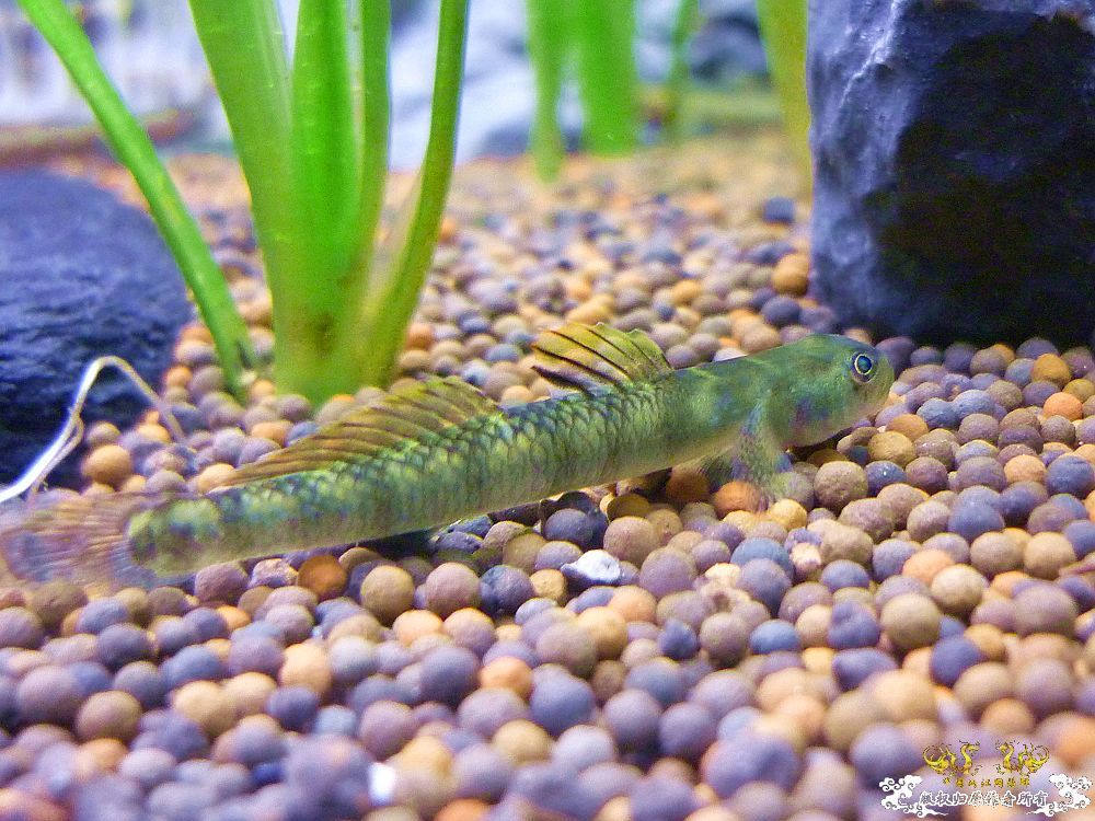 求 多鳞枝牙虾虎鱼 Stiphodon multisquamus 照片