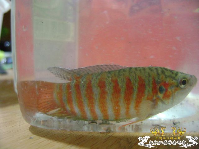 大伙瞧瞧这叉的条纹正点不?