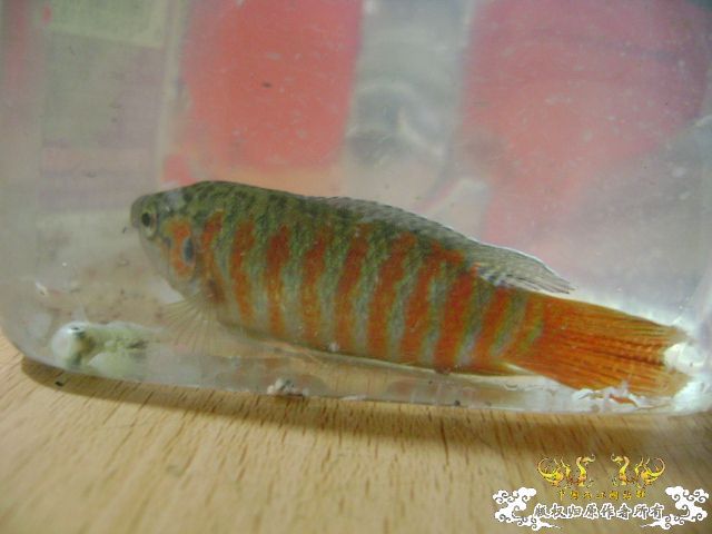 大伙瞧瞧这叉的条纹正点不?