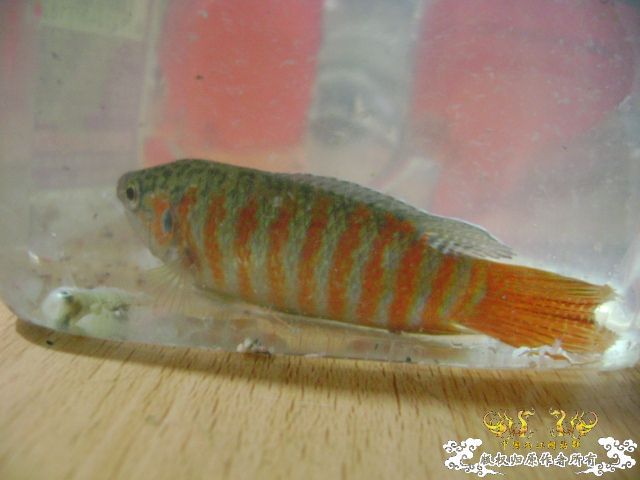 大伙瞧瞧这叉的条纹正点不?