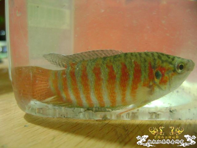 大伙瞧瞧这叉的条纹正点不?