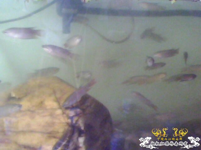 [原创]朋友卖剩下的斗斗