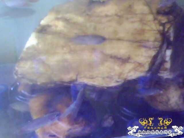 [原创]朋友卖剩下的斗斗