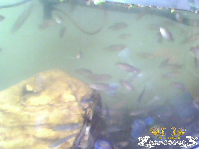 [原创]朋友卖剩下的斗斗