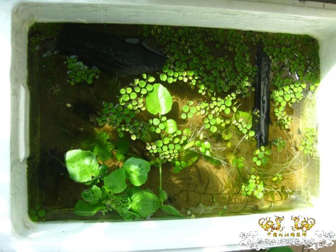 农家院里的泡沫原生水槽 [8P]