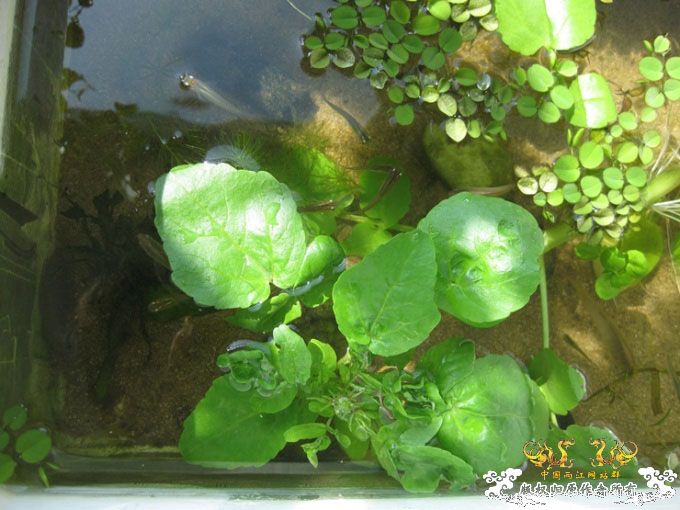 农家院里的泡沫原生水槽 [8P]