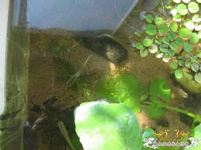 农家院里的泡沫原生水槽 [8P]