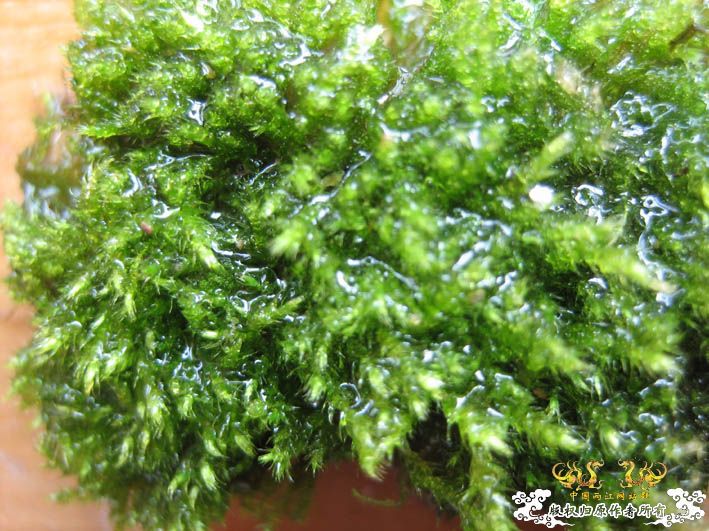 【Spiny Eel Finally】