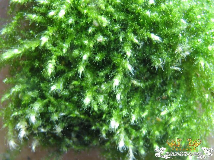 【Spiny Eel Finally】