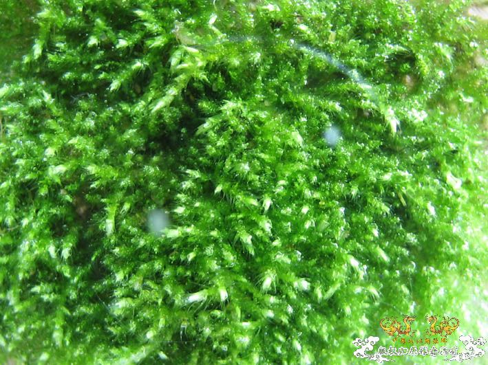 【Spiny Eel Finally】