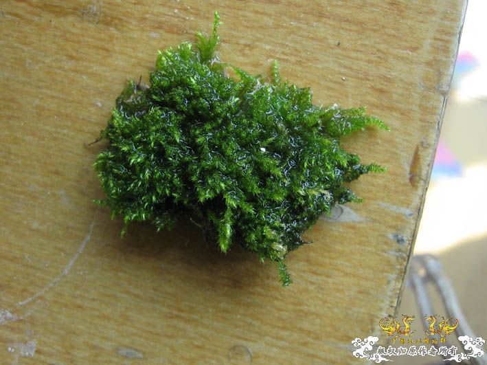 【Spiny Eel Finally】