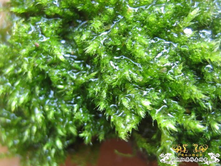 【Spiny Eel Finally】