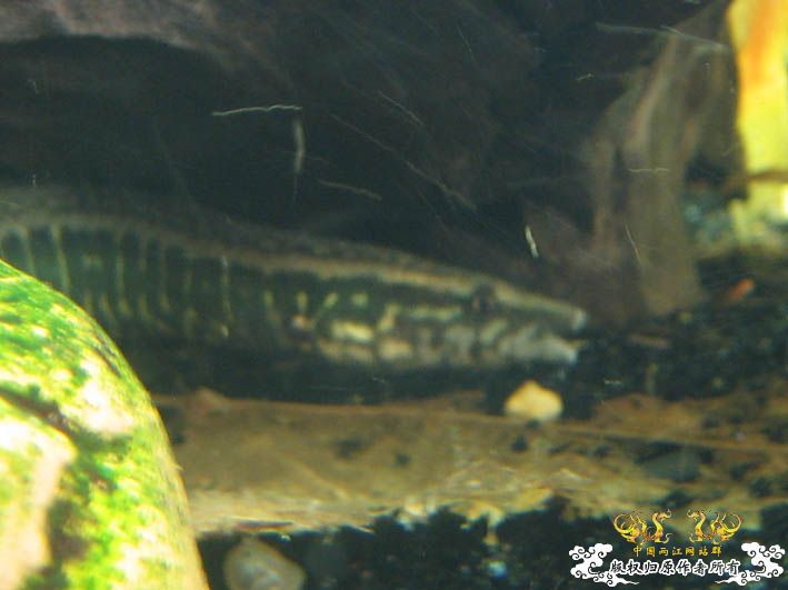 【Spiny Eel Finally】