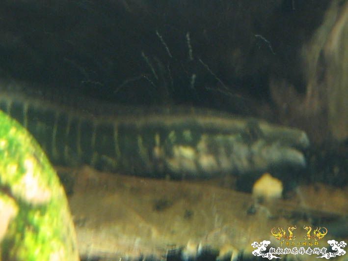 【Spiny Eel Finally】