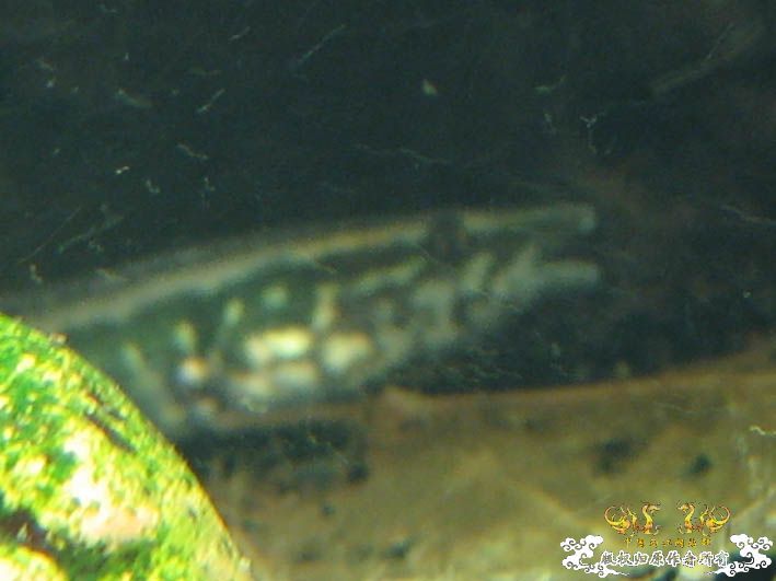 【Spiny Eel Finally】