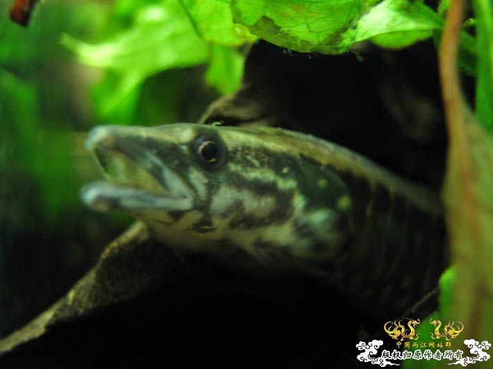 【Spiny Eel Finally】