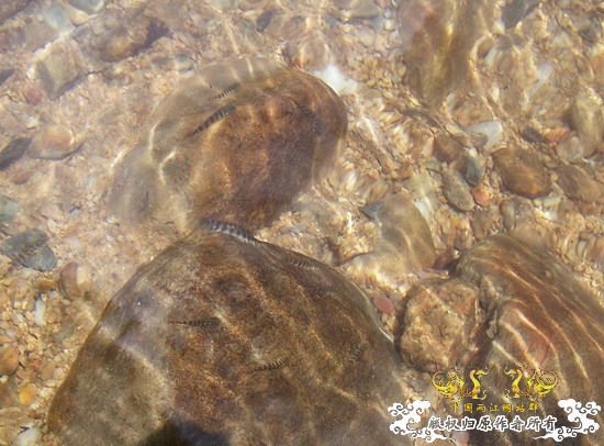 广东原生群8.16广东某地郊游野采过程(有艳遇)....多图