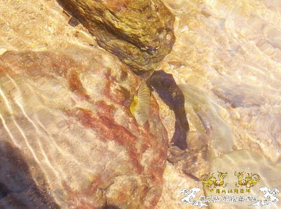 广东原生群8.16广东某地郊游野采过程(有艳遇)....多图
