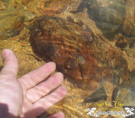 广东原生群8.16广东某地郊游野采过程(有艳遇)....多图