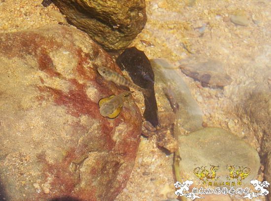 广东原生群8.16广东某地郊游野采过程(有艳遇)....多图