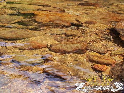 广东原生群8.16广东某地郊游野采过程(有艳遇)....多图