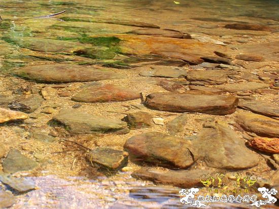 广东原生群8.16广东某地郊游野采过程(有艳遇)....多图