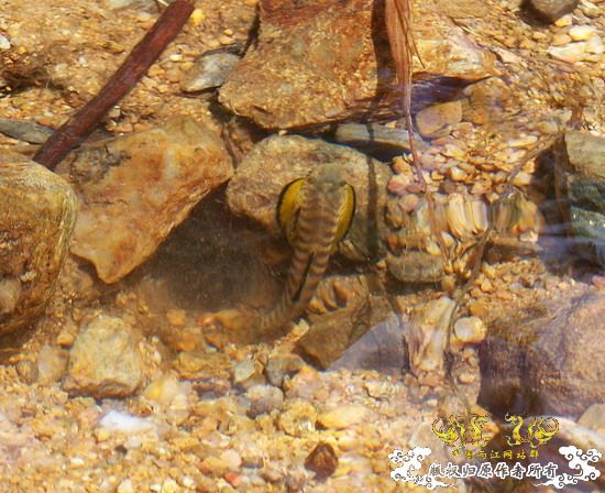 广东原生群8.16广东某地郊游野采过程(有艳遇)....多图