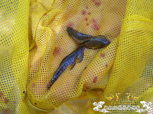 广东原生群8.16广东某地郊游野采过程(有艳遇)....多图