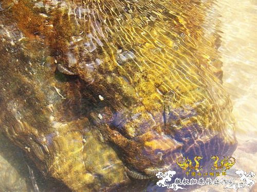 广东原生群8.16广东某地郊游野采过程(有艳遇)....多图