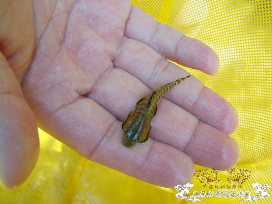 广东原生群8.16广东某地郊游野采过程(有艳遇)....多图